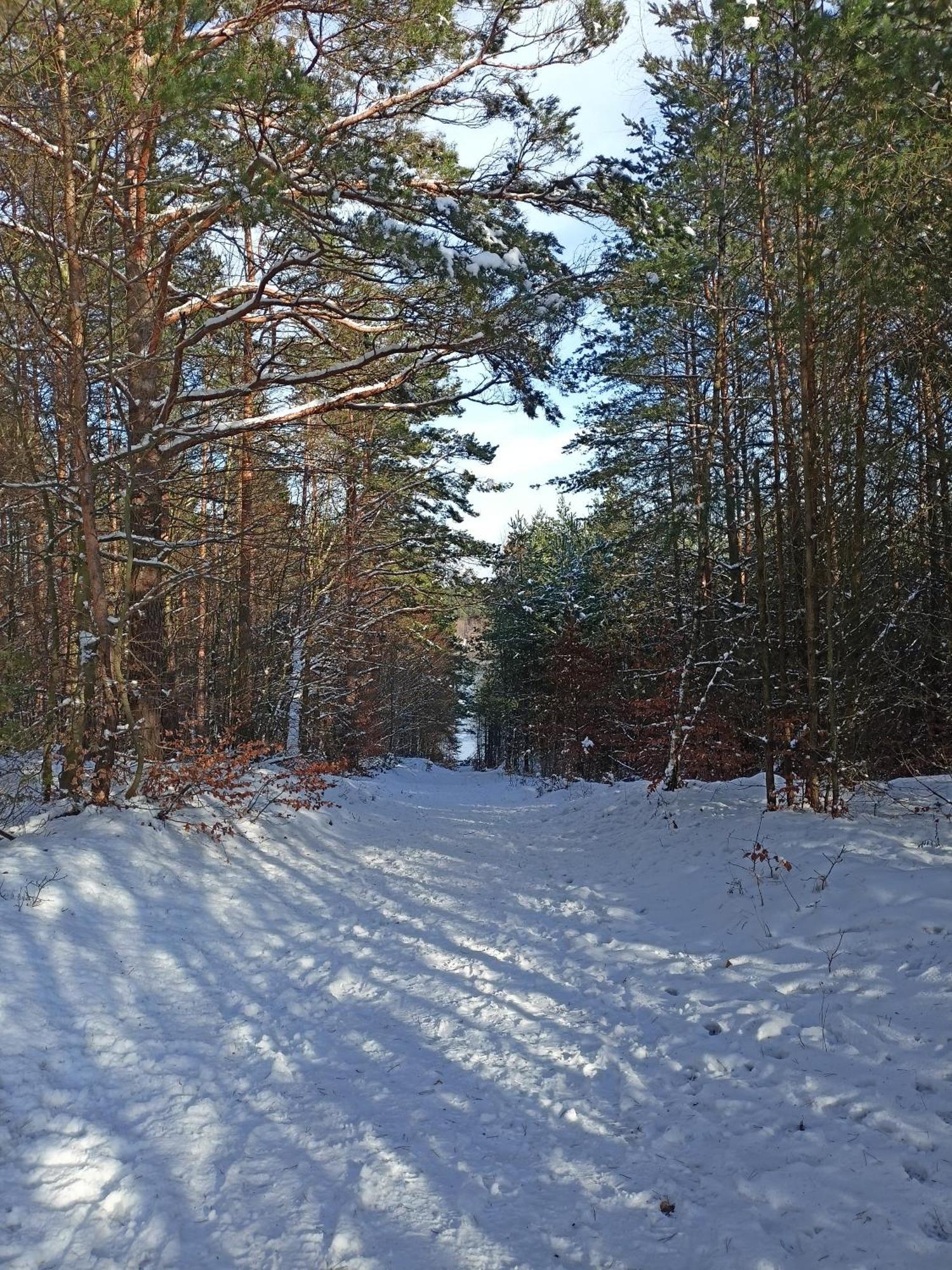 Willa Leśna Ostoja Borowy Mlyn Zewnętrze zdjęcie